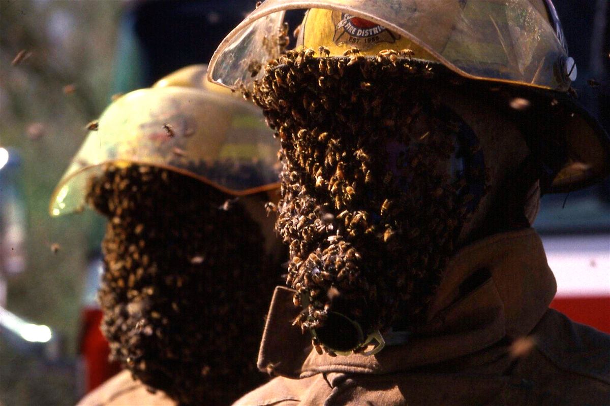 Firefighters dealing with an Africanised Killer Bee Swarm 