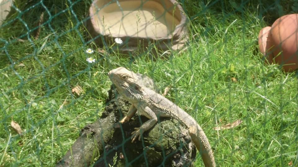 Mein BArtagam Elvis beim sonnen im Garten