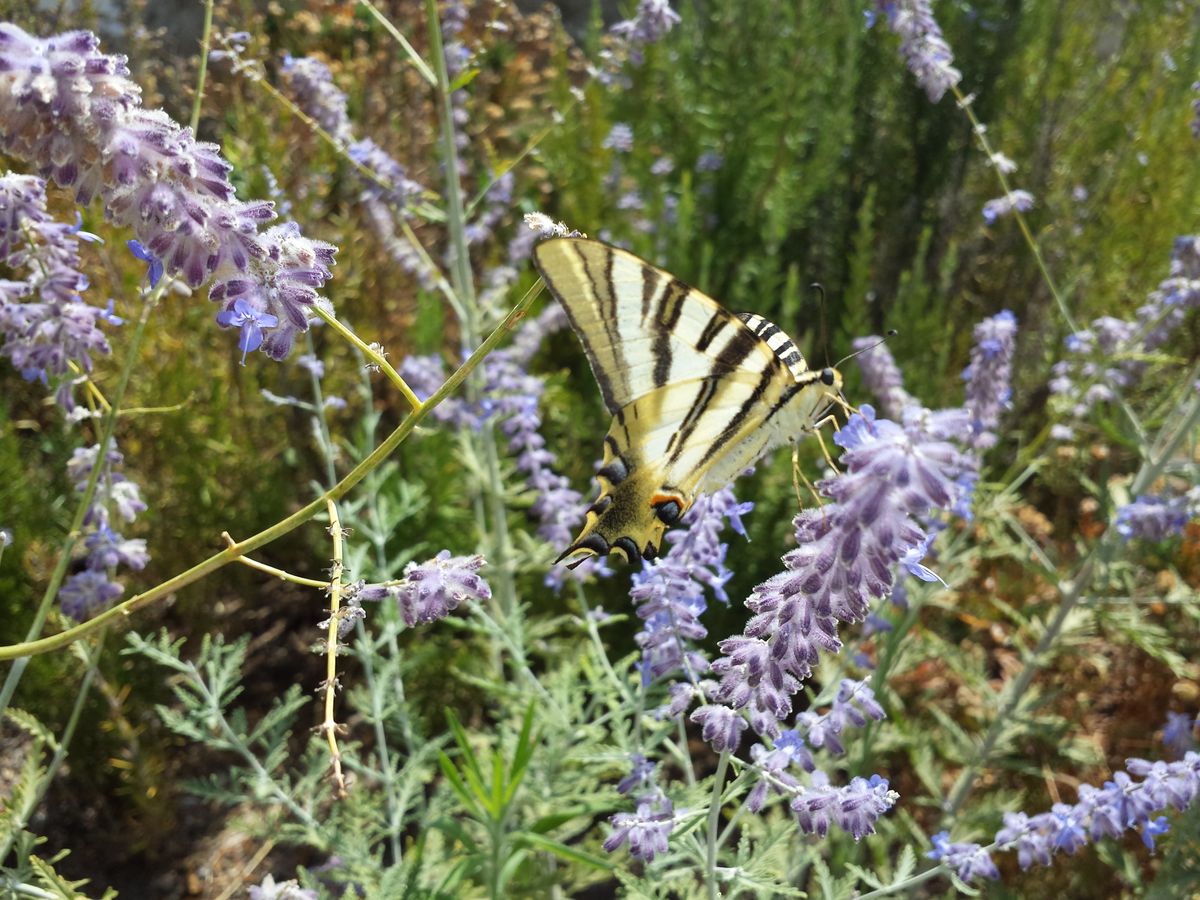 La belleza de la naturaleza es inigualable y especial sobretodo por sus colores llamativos y variados que hacen que sea expresiva y bella. 