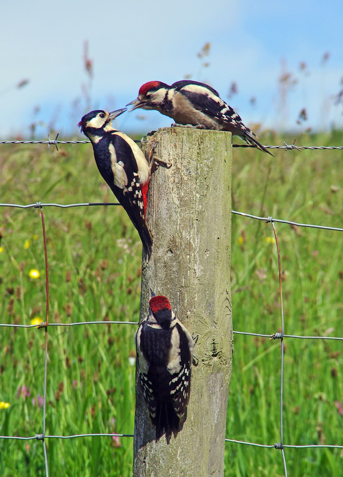 Great Spotted Woodpecker - mother and young