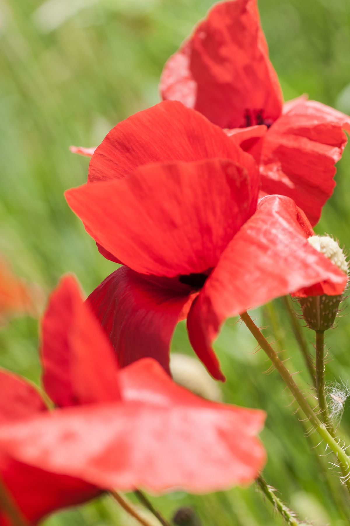 Red poppy