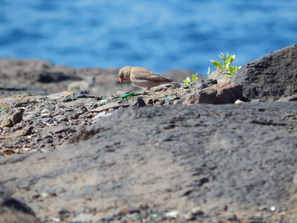 Pajarillo - little bird - El Confital - Las Palmas G.C.