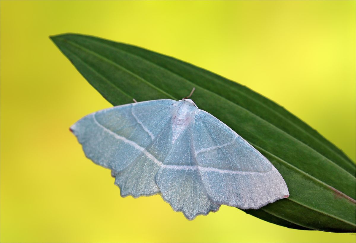 Falter an einem Blatt auf der Wiese