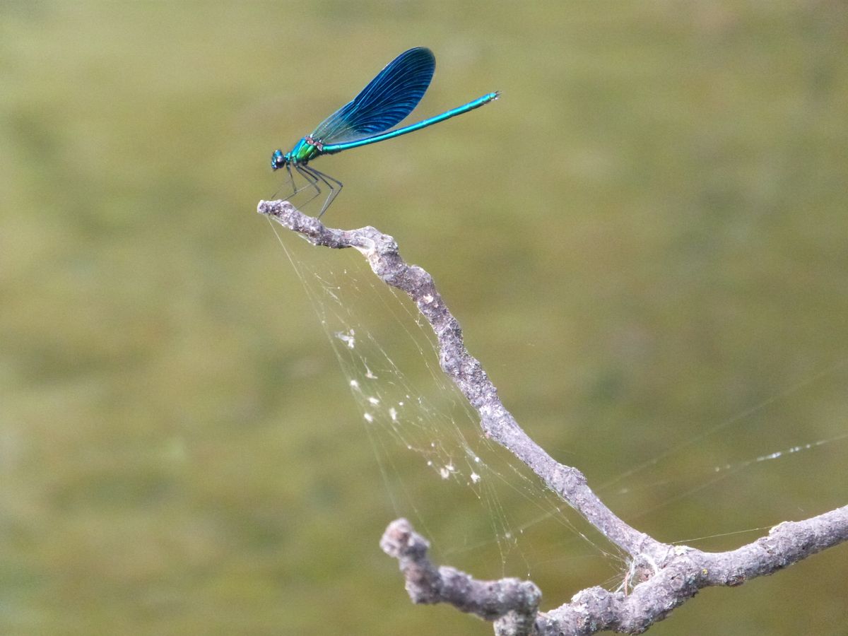 Demoiselle Libellule 