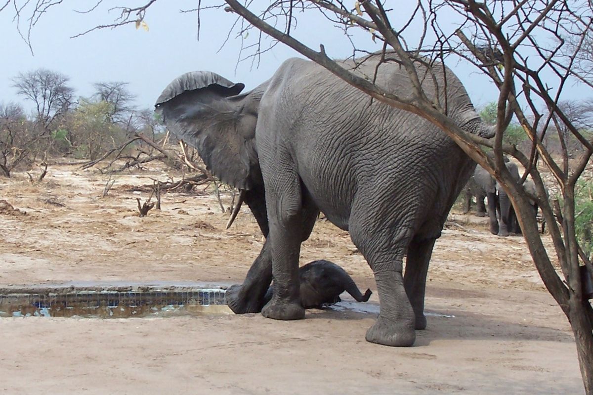 Bull saving baby