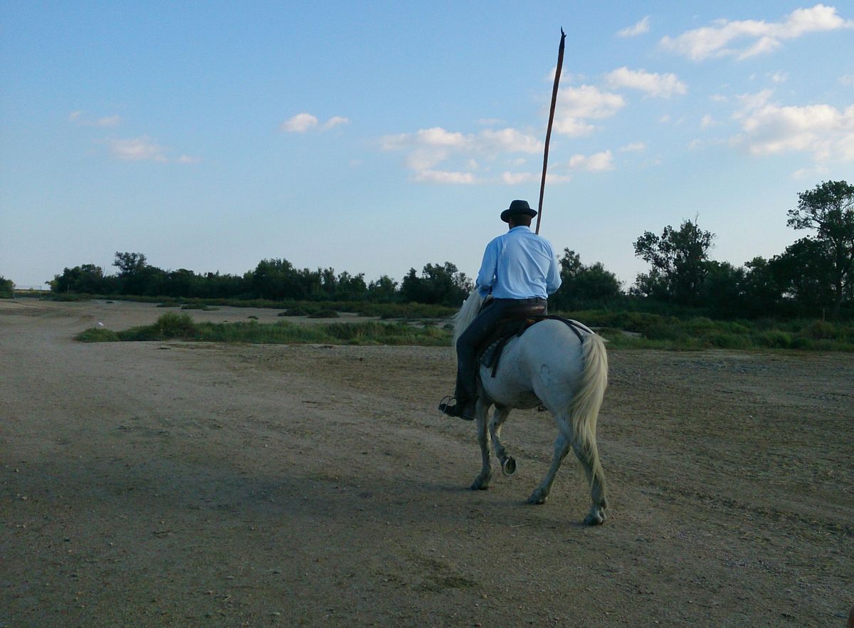 Un Guardian camarguais en route vers un troupeau de taureaux.