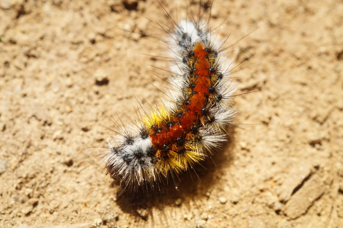 Colores de la Naturaleza