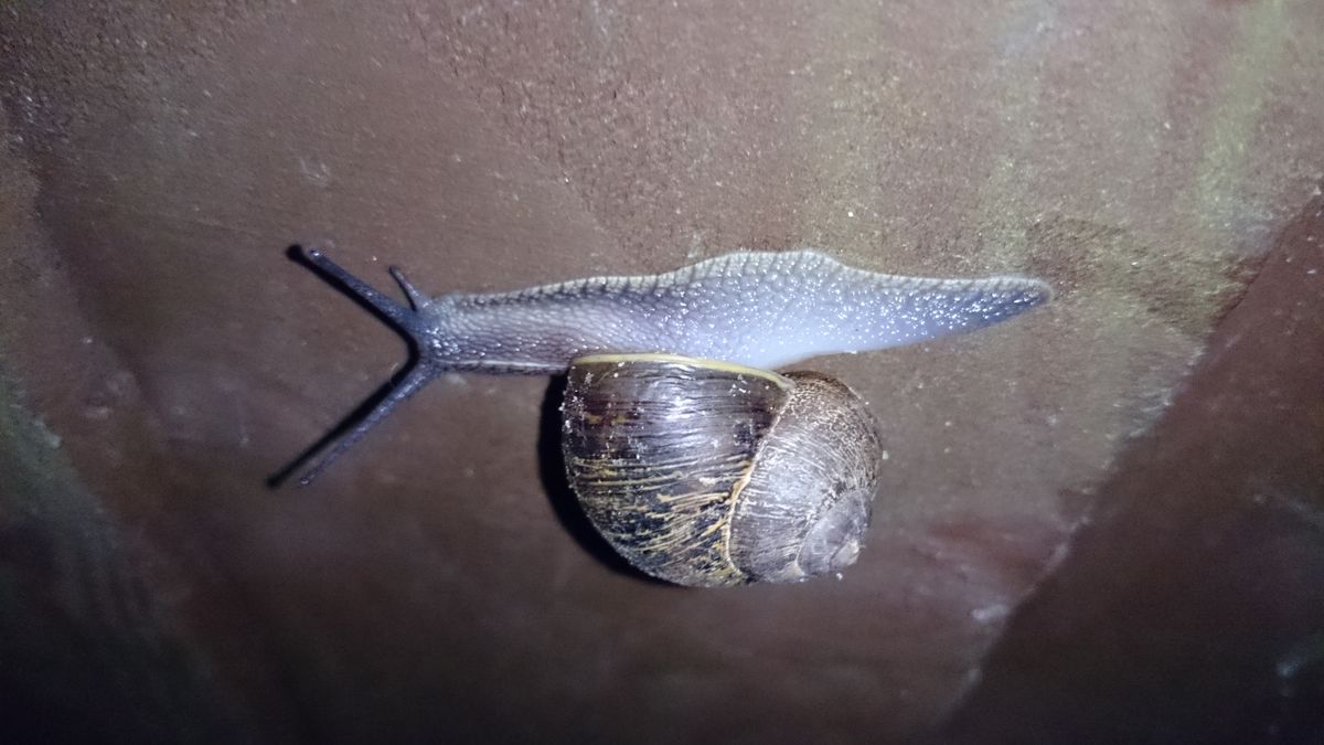 Sparkling snail 