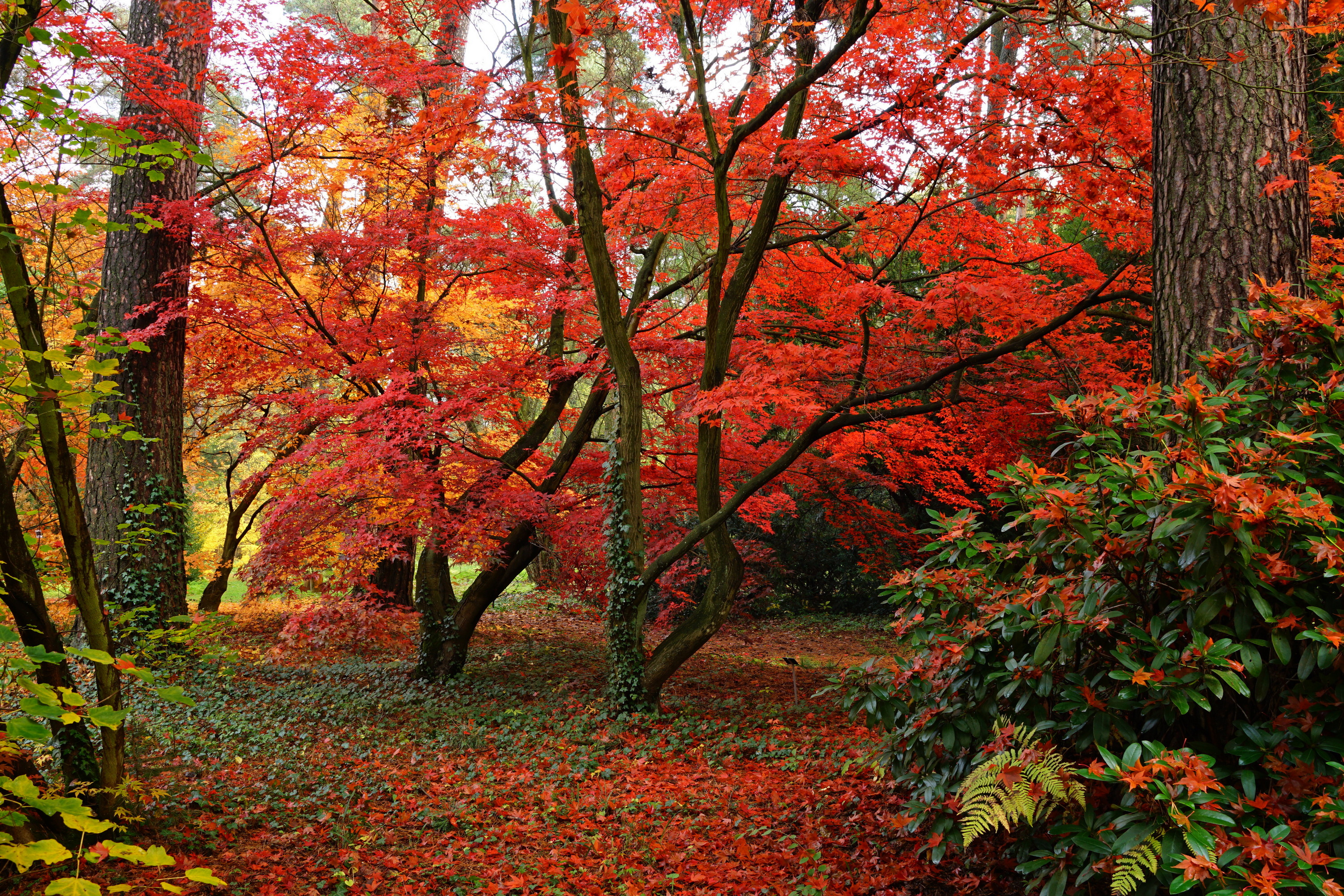 Arboretum