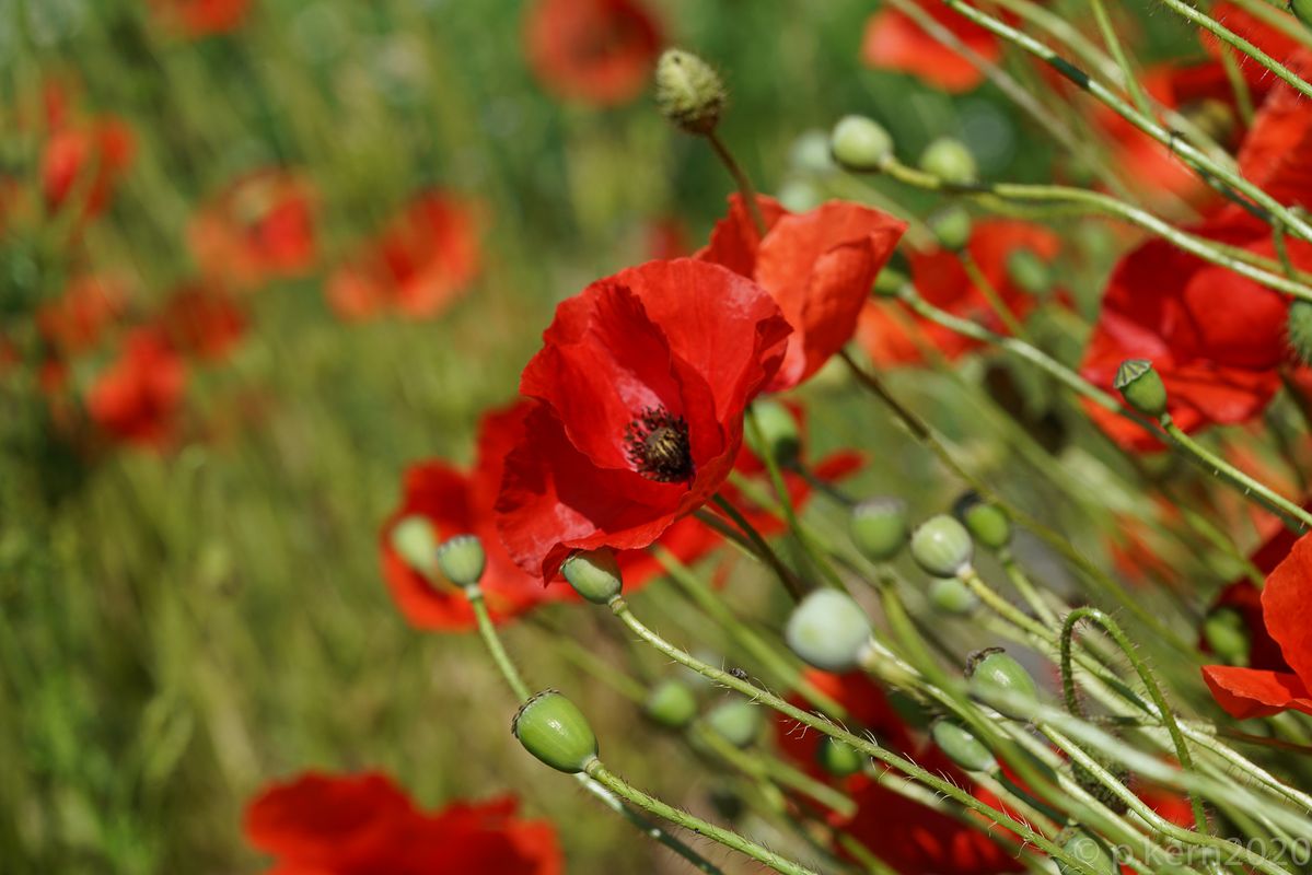 Mohn im Wind