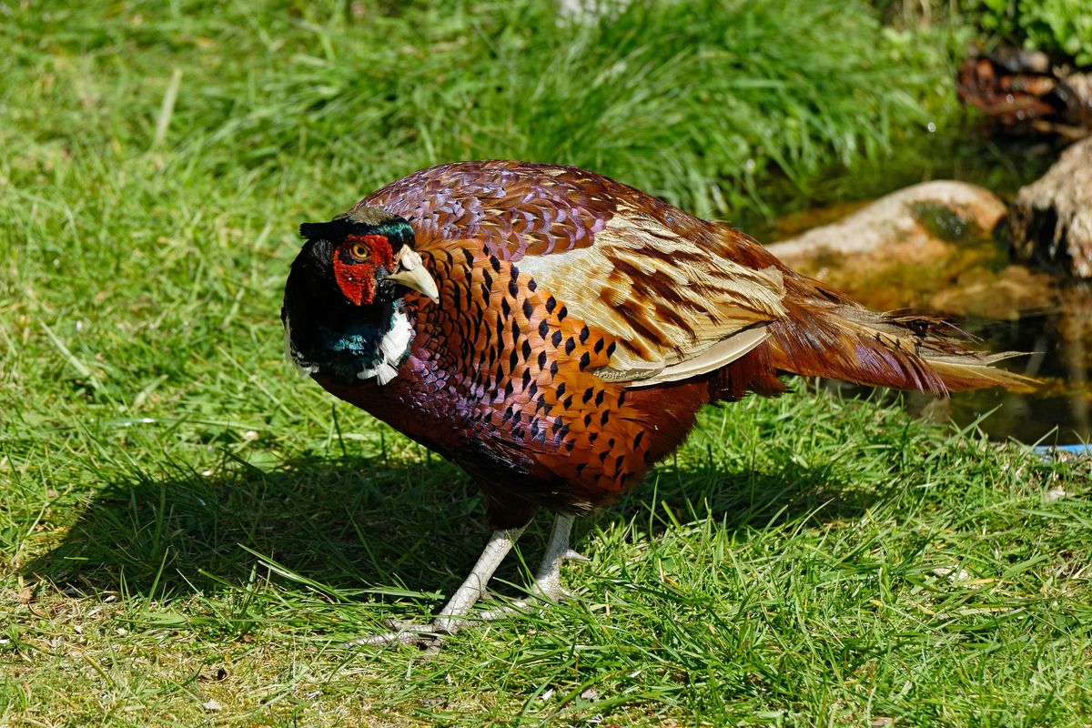 Der Wissenschaftliche Name lautet: ( Phasianus colchicus )