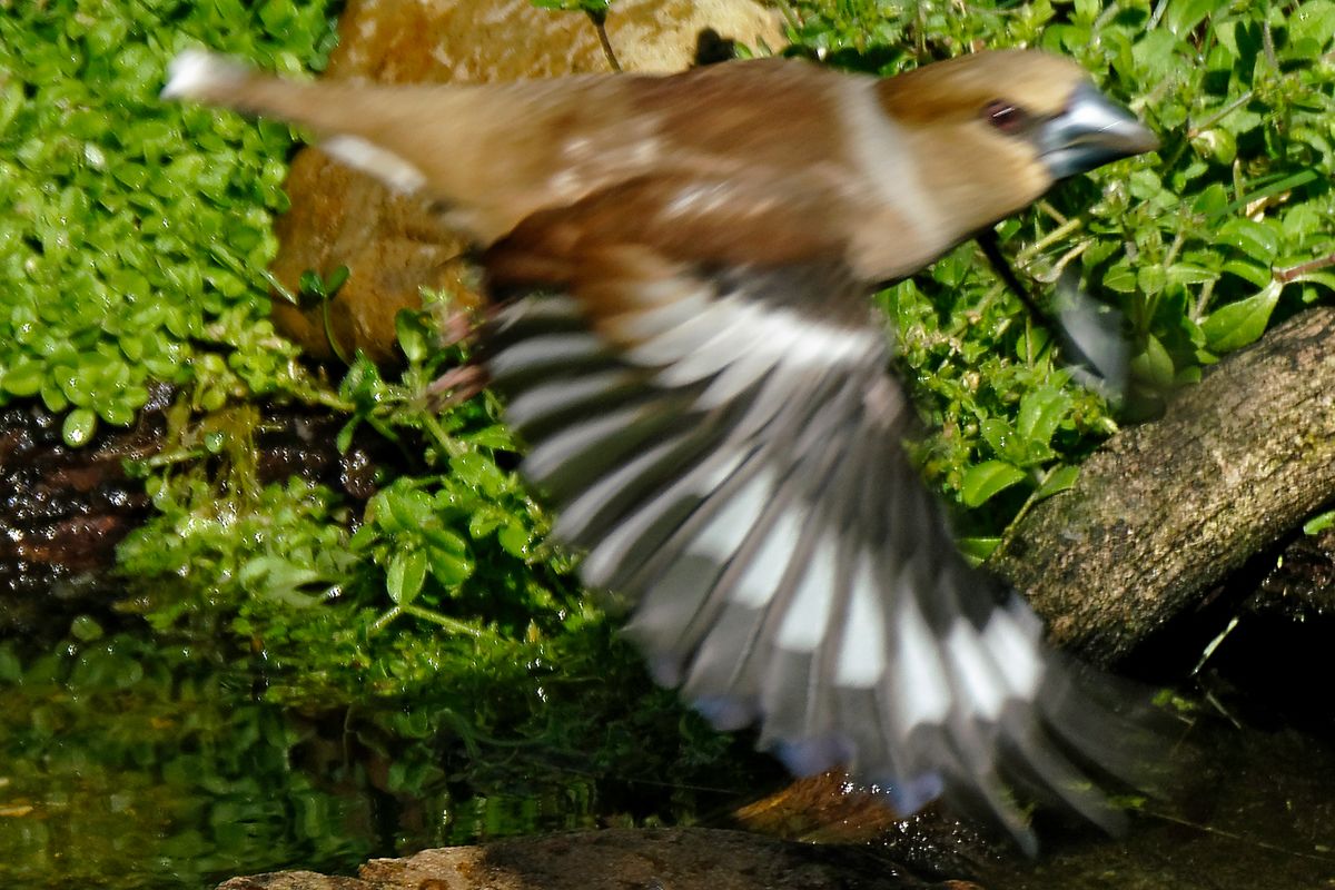 Der Wissenschaftlicher Name lautet : Coccothraustes coccothraustes