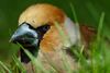 (Coccothraustes coccothraustes)