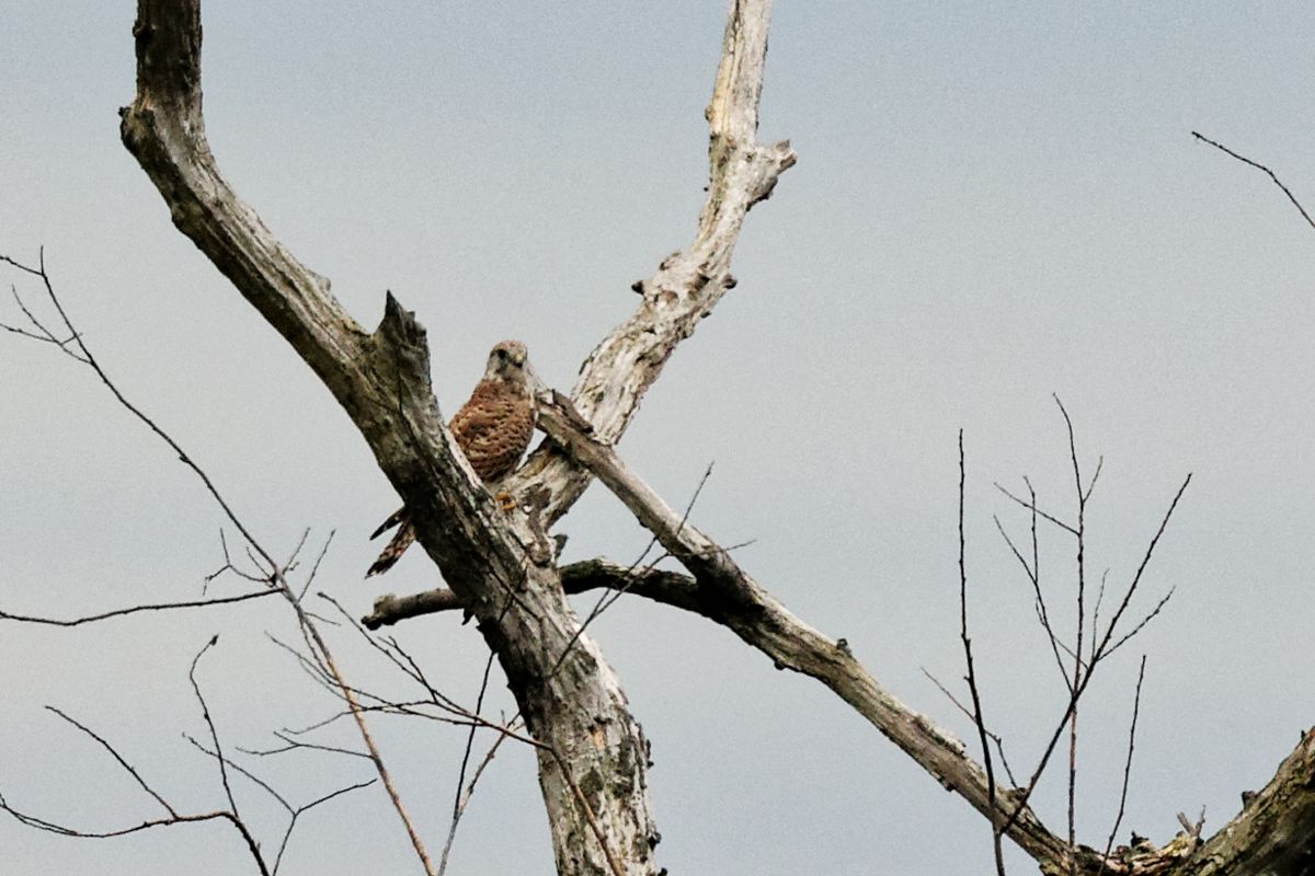 Kleiner Greifvogel an der Mittelelbe, 600 mm; Manuellfocus; ISO 400; F6.3; 1/200 s