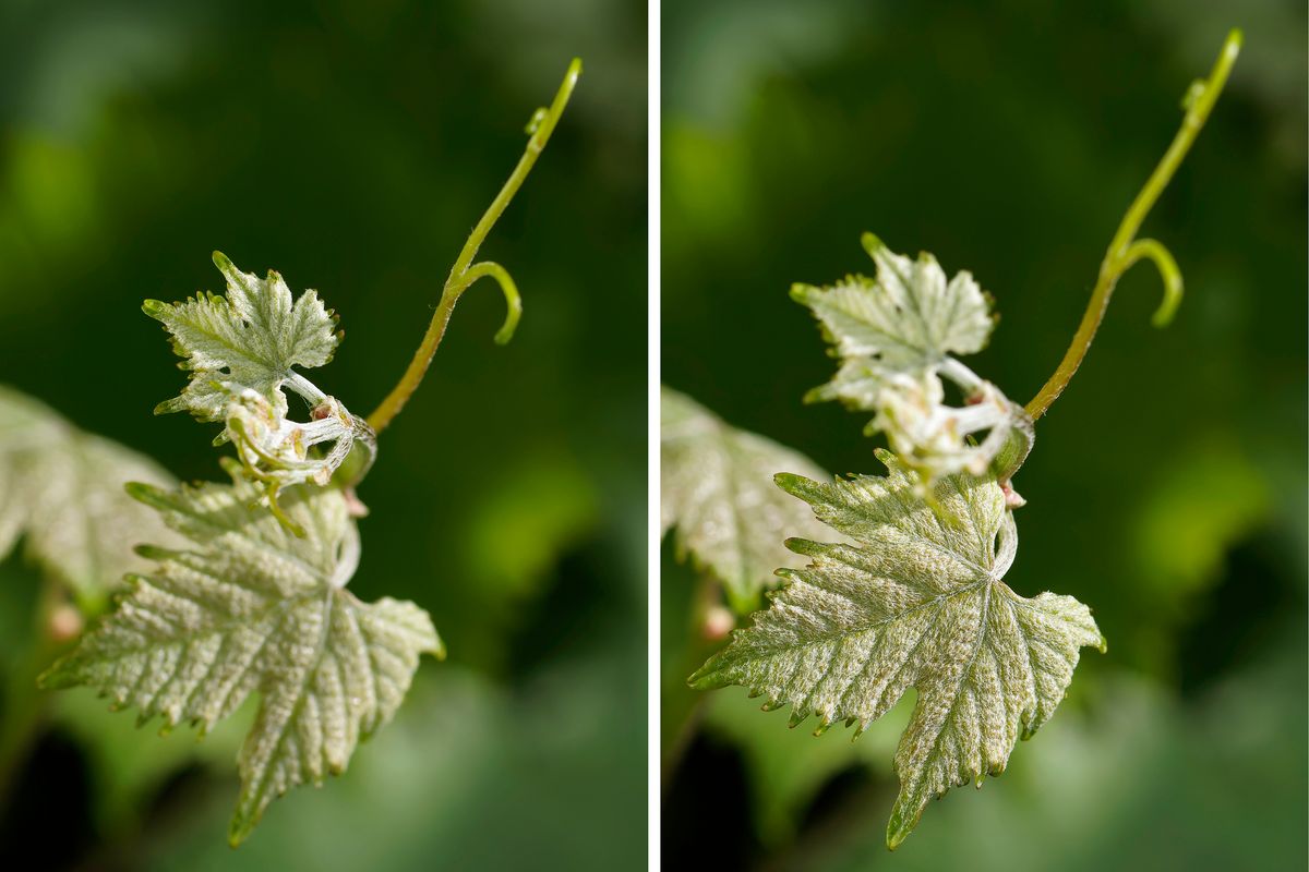 Wein, die Pflanze !