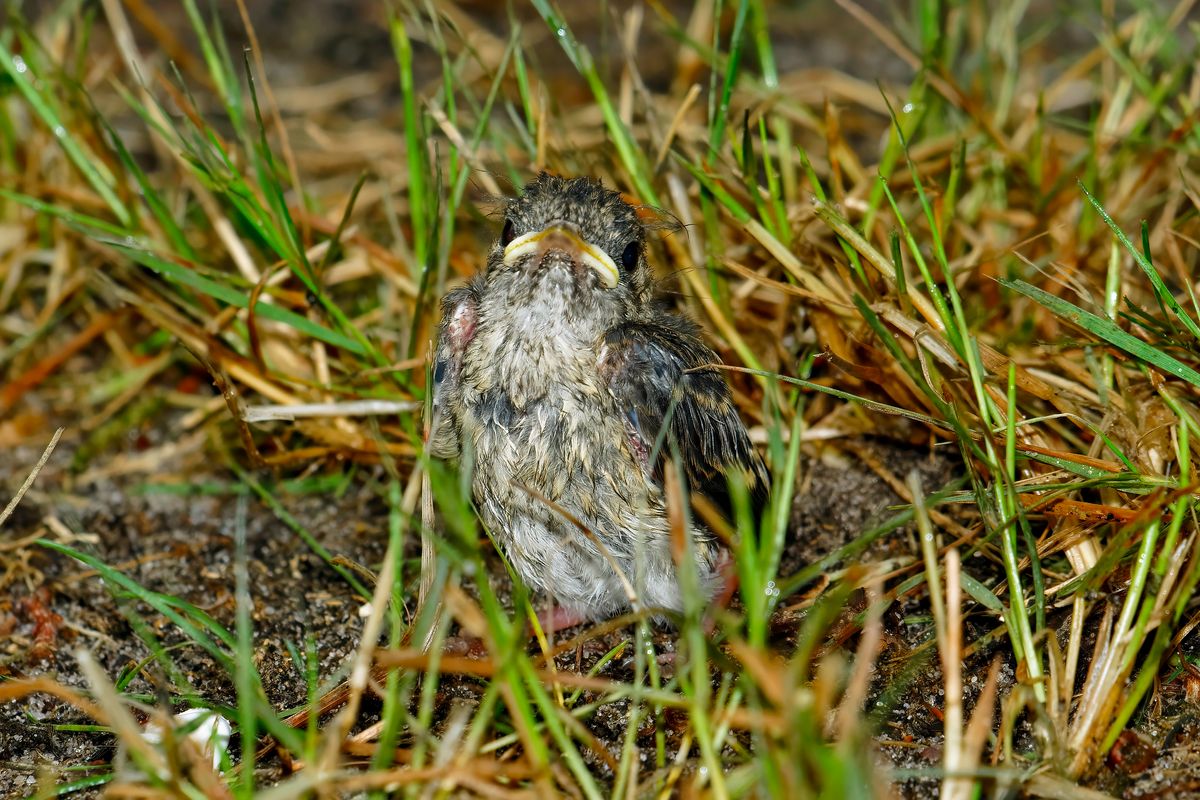 Mach Wissenschaftlichen Maßstab passt die Bezeichnung Nestflüchter nicht ganz. Da dieses Vogelküken nicht nach dem Schlüpfen die Welt erkundet hat.