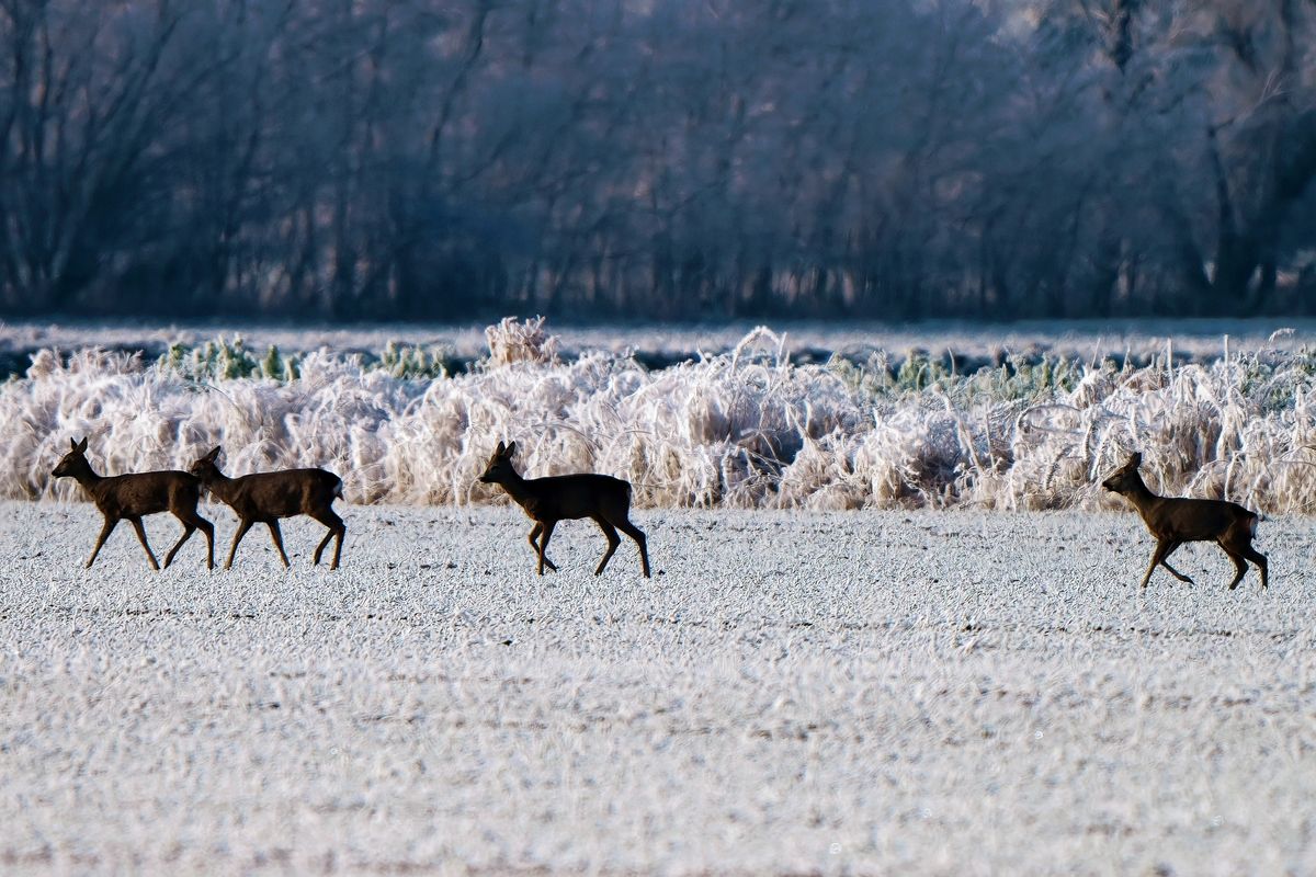 "Ein Sprung" von vier Ricken ( weibliche Rehe ) sind in winterlichen Outback von Schapen unterwegs. ( Leider bewegten sich die Tiere in Gegenlicht! )