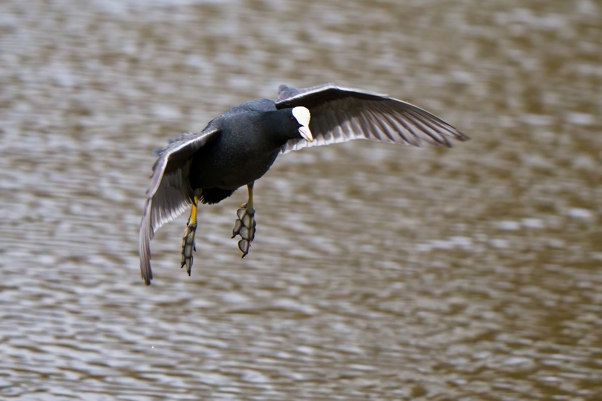 Ein Blässhuhn (Fulica atra) in Landeanflug auf dem Dortmund-Ems-Kanal, an einen grauen Tag