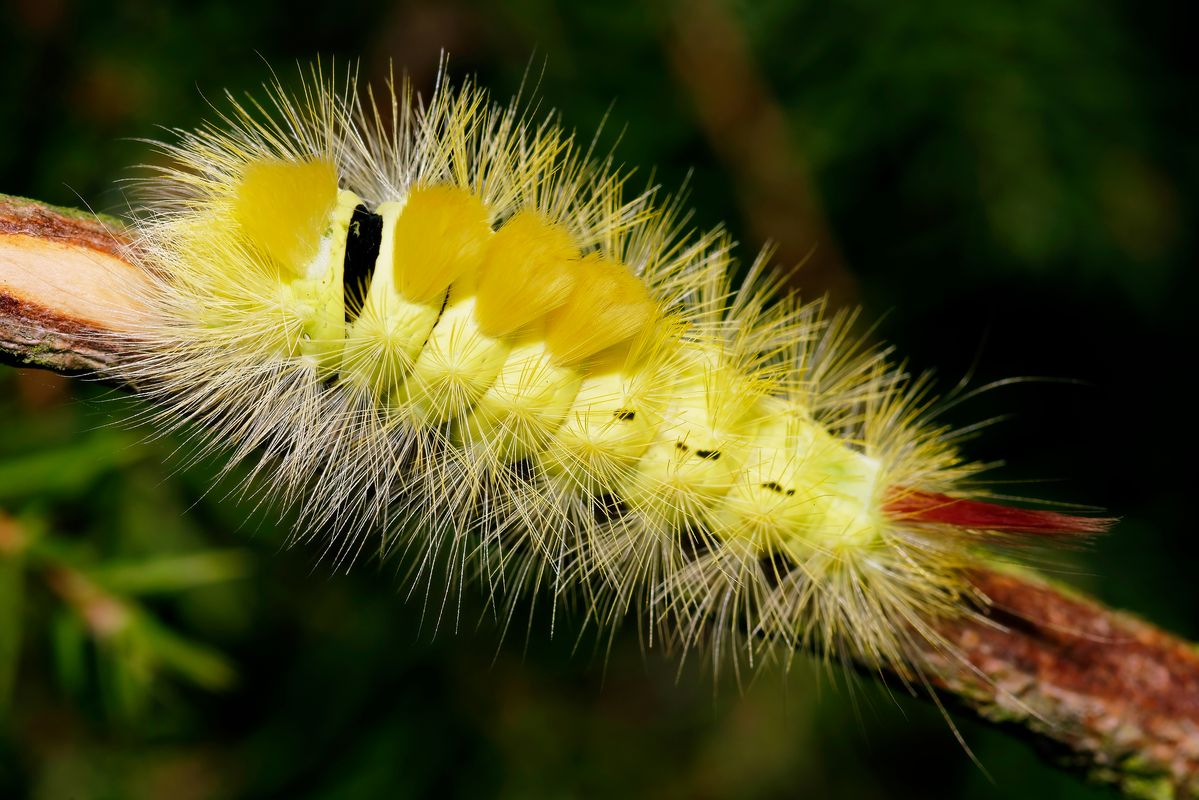 Die Raupe des Buchen-Streckfuß in der gelben Farbvariante. Der Buchen-Streckfuß (Calliteara pudibunda) oder auch Buchenrotschwanz ist ein  Schmetterling / Nachtfalter.