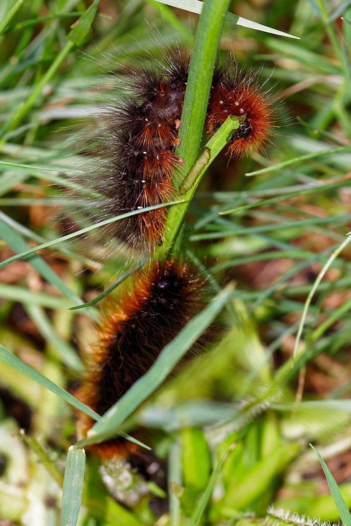 Die Raupe des Braune Bär (Arctia caja). Der Braune Bär ist ein Schmetterling / Nachtfalter.