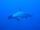 sharky7