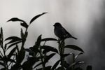 Der frühe Vogel...