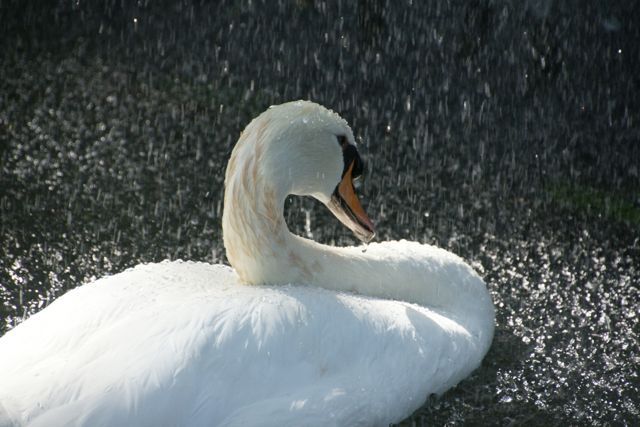 Swan in fountain